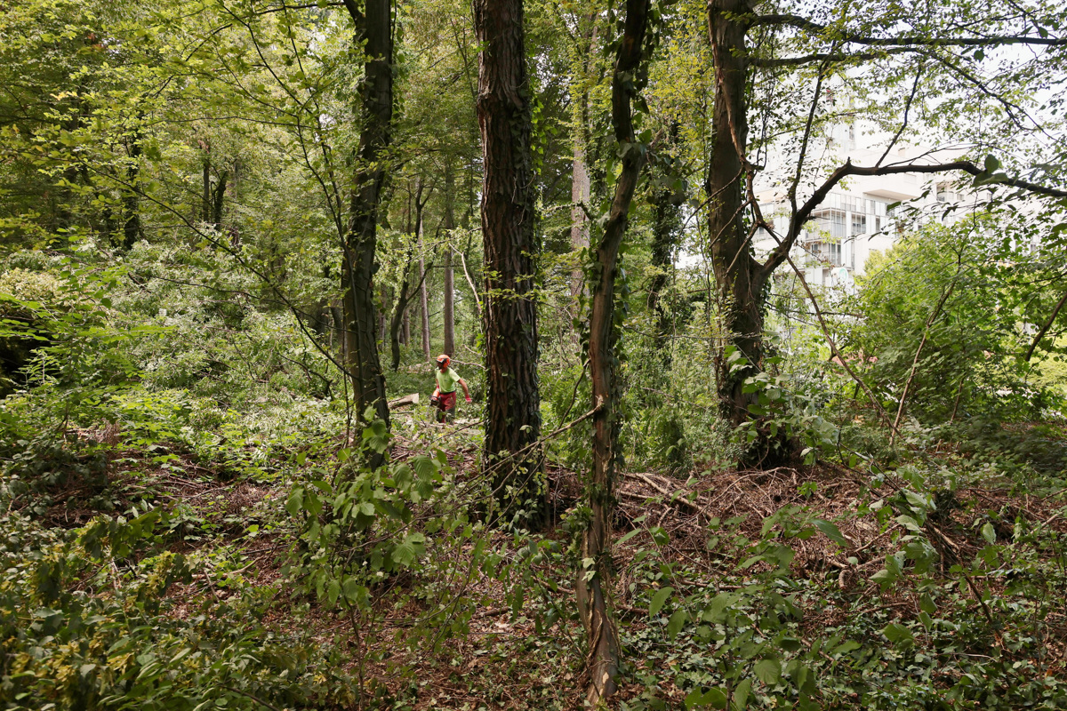 (FOTO) Sečnja v Betnavskem gozdu