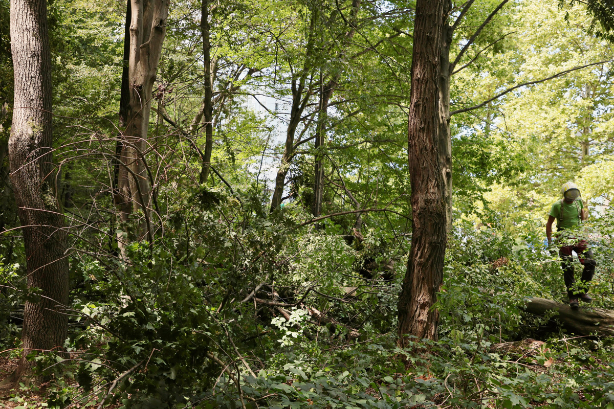 (FOTO) Sečnja v Betnavskem gozdu