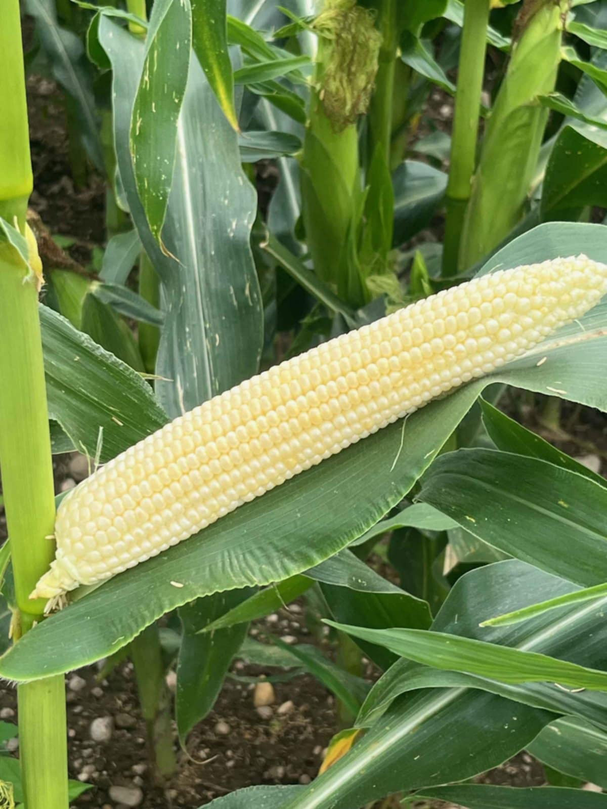 Cene na mariborski tržnici: Koliko stane strok mlečne koruze?