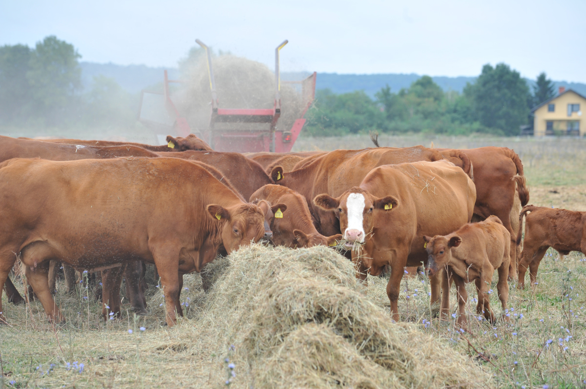 Na Hrvaškem okužbe več živali z antraksom, vlada bo rejcem izplačala odškodnino