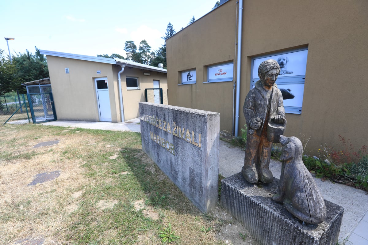 Zavetišče za živali išče veterinarja