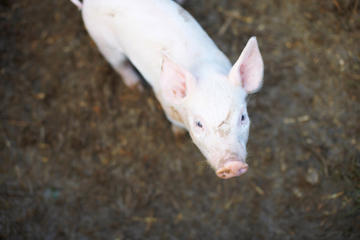 Prašiču vzel življenje in ga poskušal ukrasti, a so ga zalotili