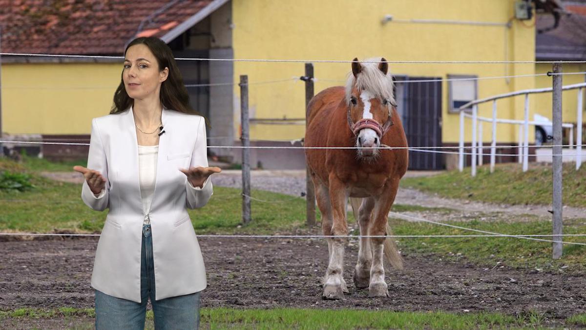 (VIDEOKOLUMNA) Zakaj hipodromu ne uspe priti na konja?