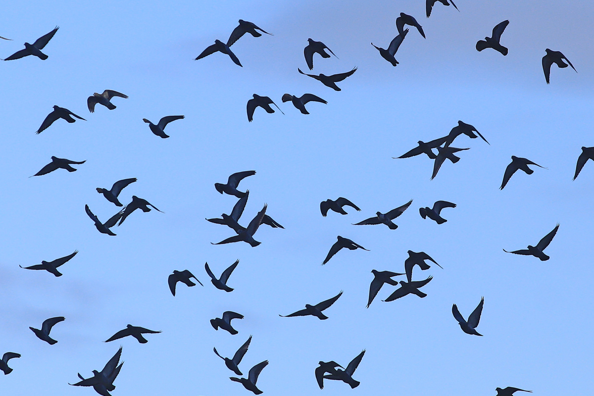 (VIDEO) Pretresljivi prizori v Nemčiji, kjer z neba padajo mrtve ptice: "Kot da se nahajamo v slabi grozljivki"