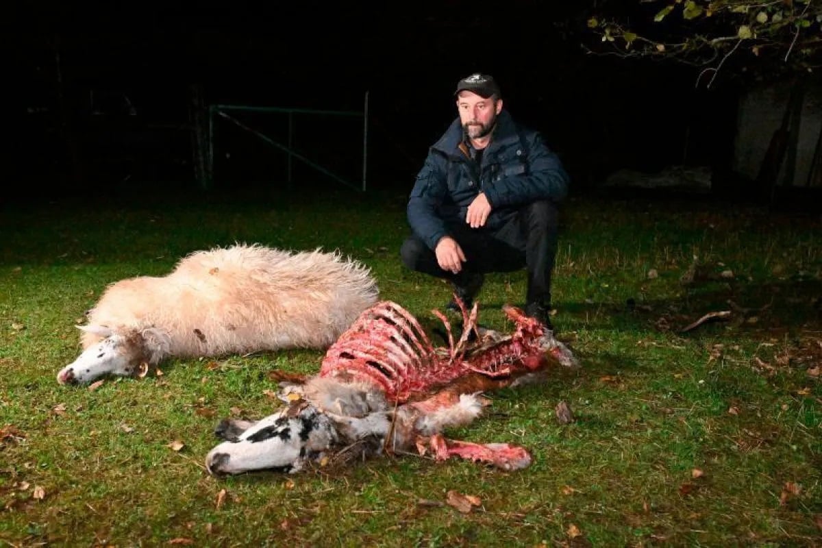 (FOTO) Na tržaškem Krasu šakali raztrgali ovci