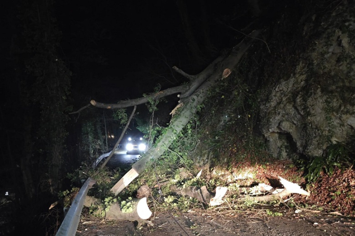 (FOTO) Na cesto padli drevesi v trenutku, ko je mimo peljalo osebno vozilo