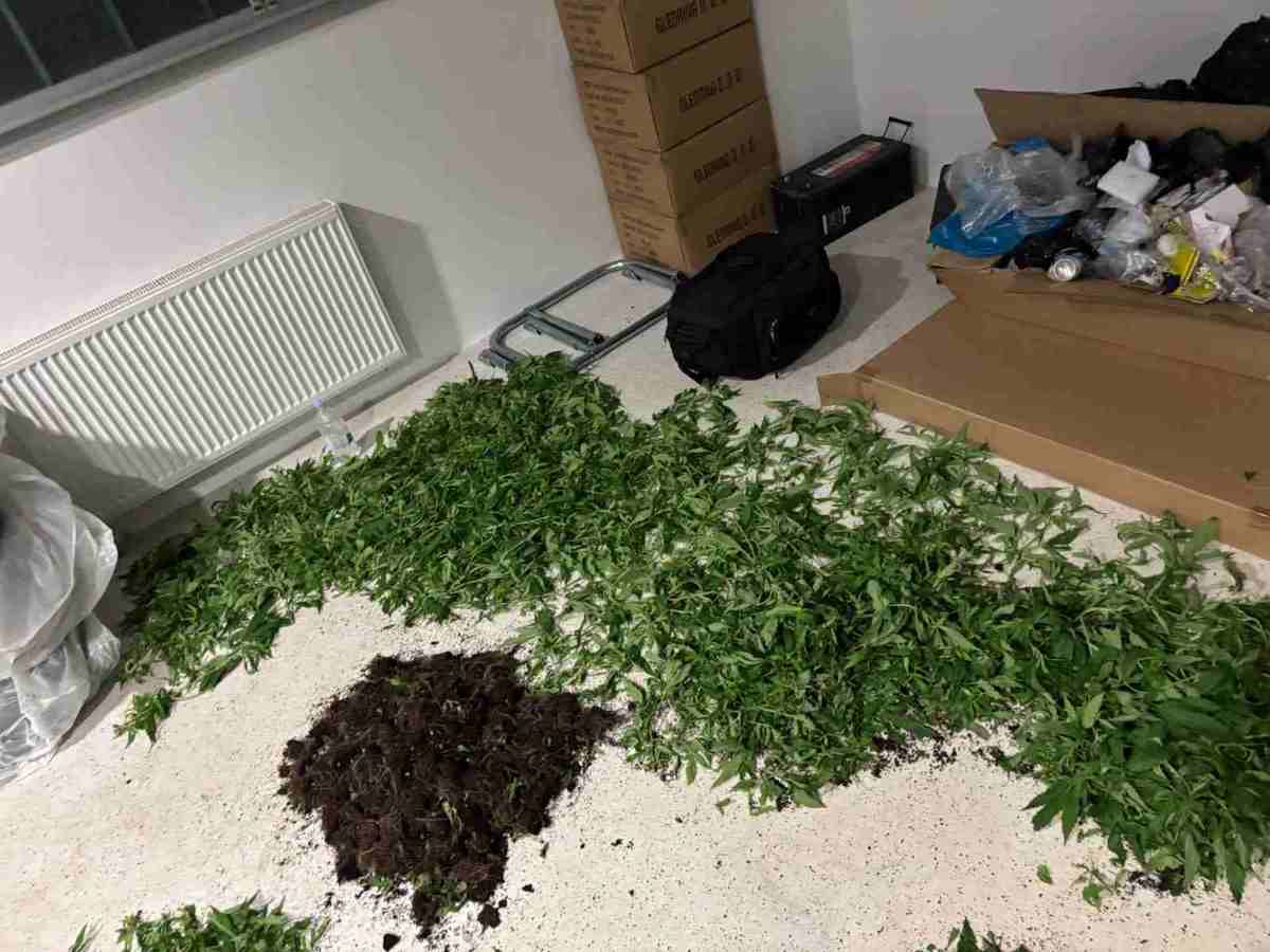 (FOTO) 38- in 43-letnik na veliko gojila konopljo. Do minulega vikenda, ko so ju obiskali policisti