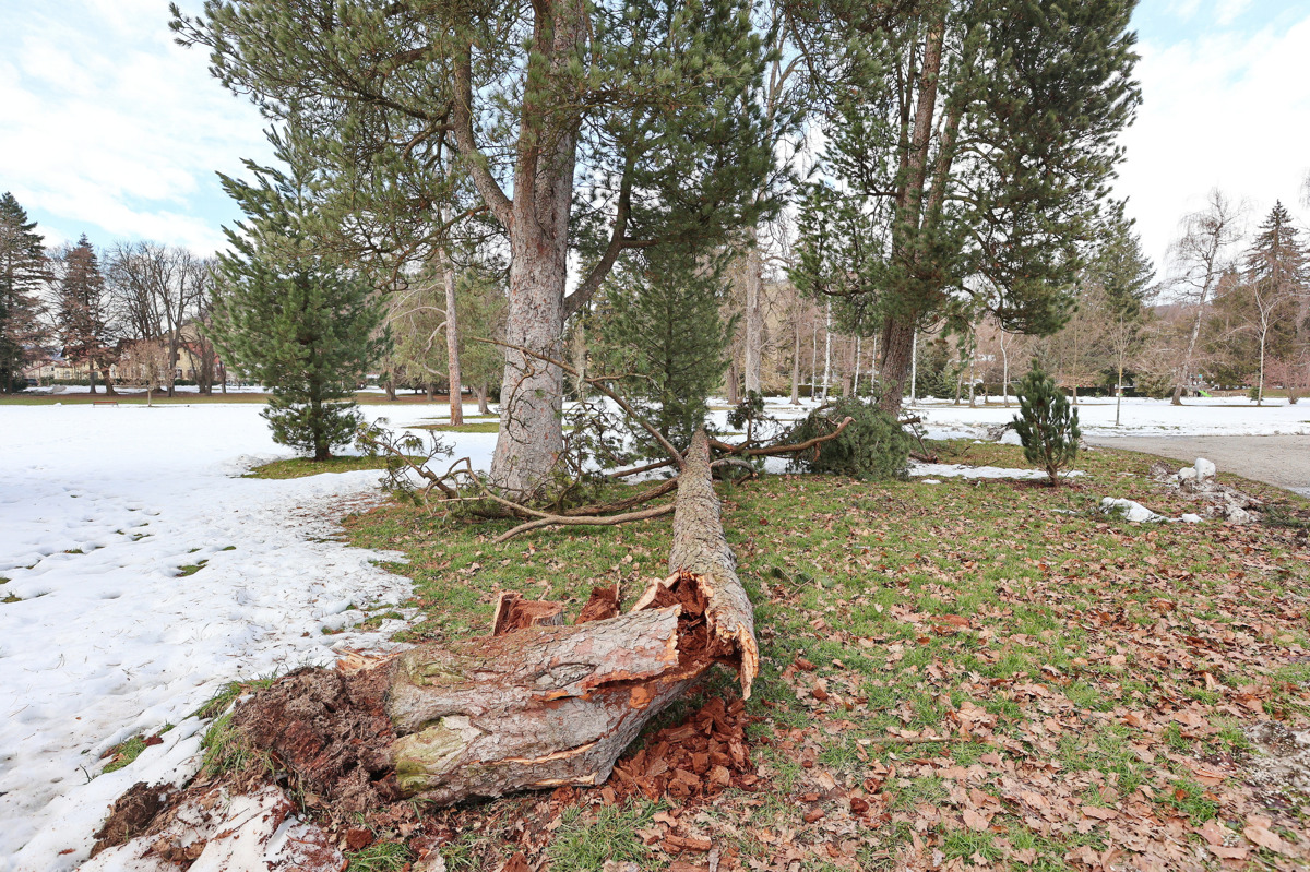 (FOTO) Po petkovem snegolomu: Škoda v gozdovih manjša od prvih ocen in omejena predvsem na robove