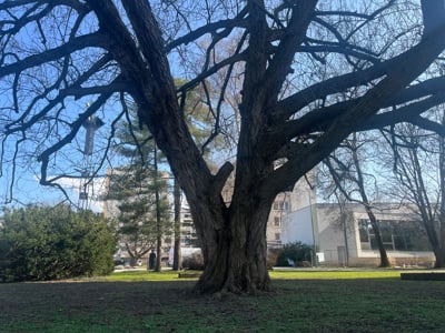 Drevesni čudeži iz Velenja: Če starejše drevo odstranimo, ni dovolj, da ga nadomestimo z enim mladim