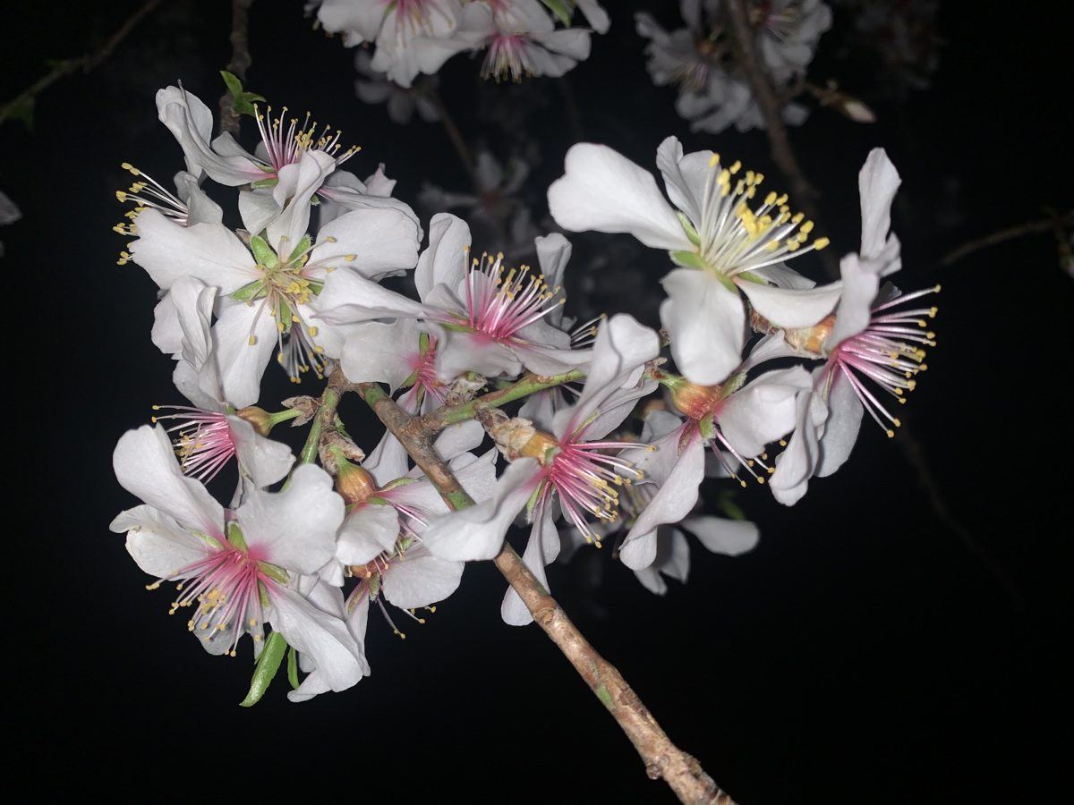 V krščanski ikonografiji veje mandljevca simbolizirajo deviško rojstvo