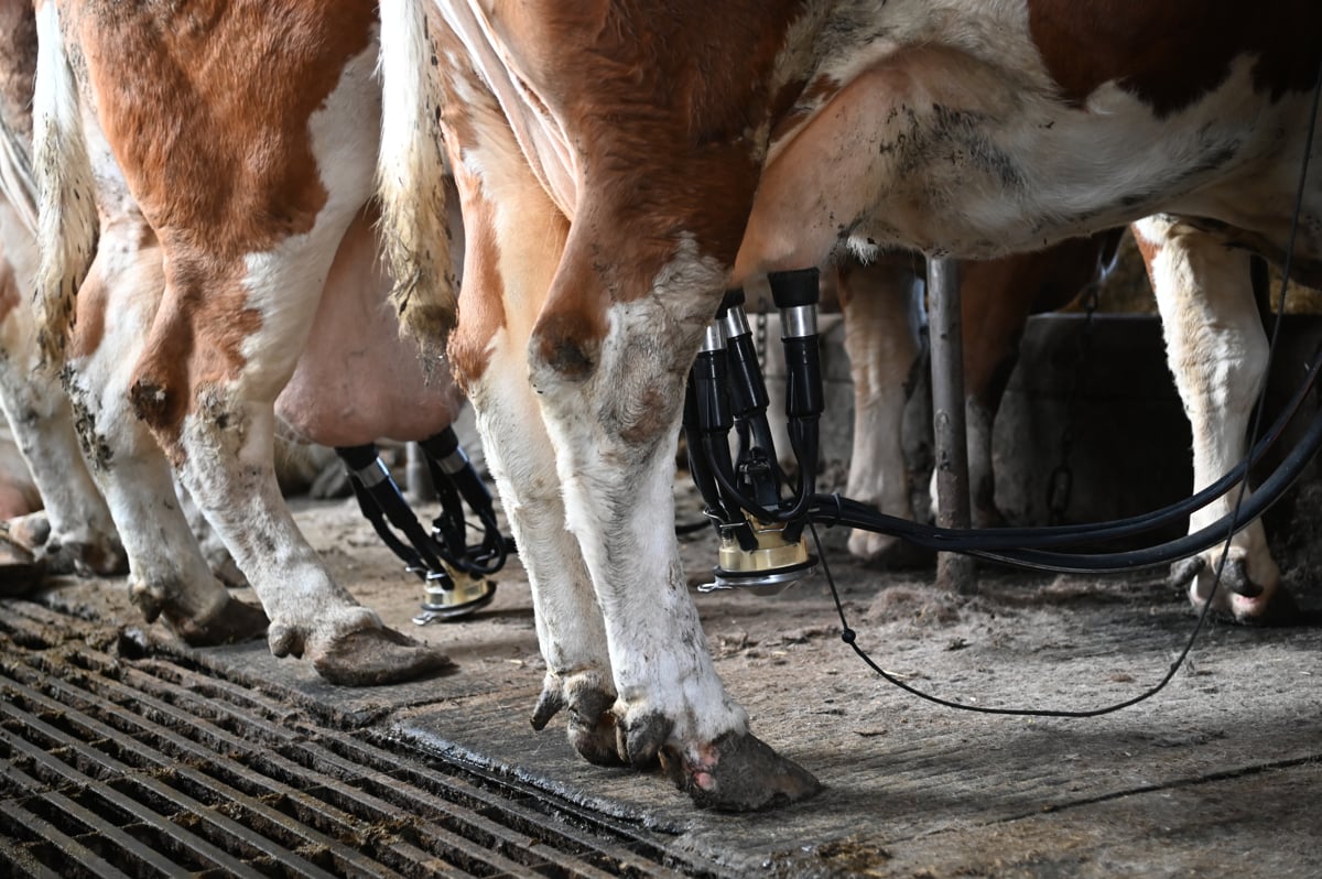 Da bi si zagotovili odvoz mleka, dokupili živali, zdaj jih morajo prodati