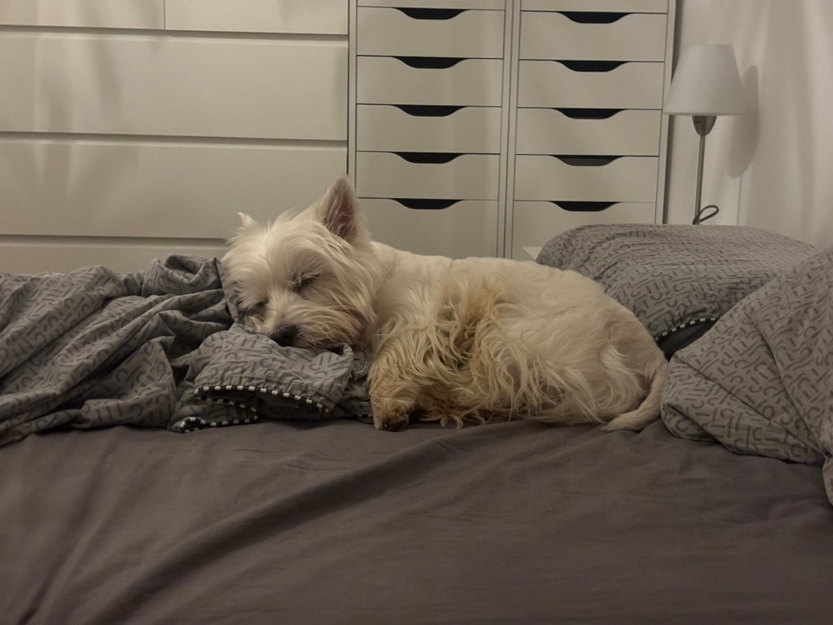 Plačan dopust za nego: Ko skrb za ljubljenčka postane razlog za bolniško