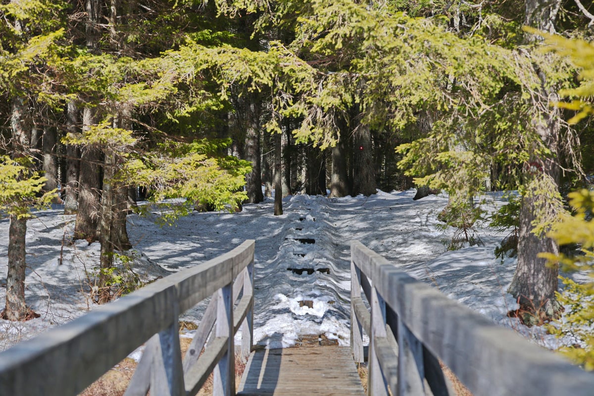 (REPORTAŽA) Na Pohorju te bo prej kdo zbil z motorjem kot ovohal volk