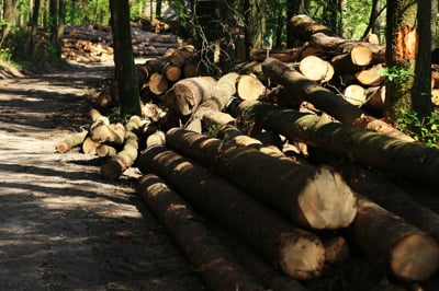 GZS predlaga skrajšani delovni čas tudi za lesno industrijo