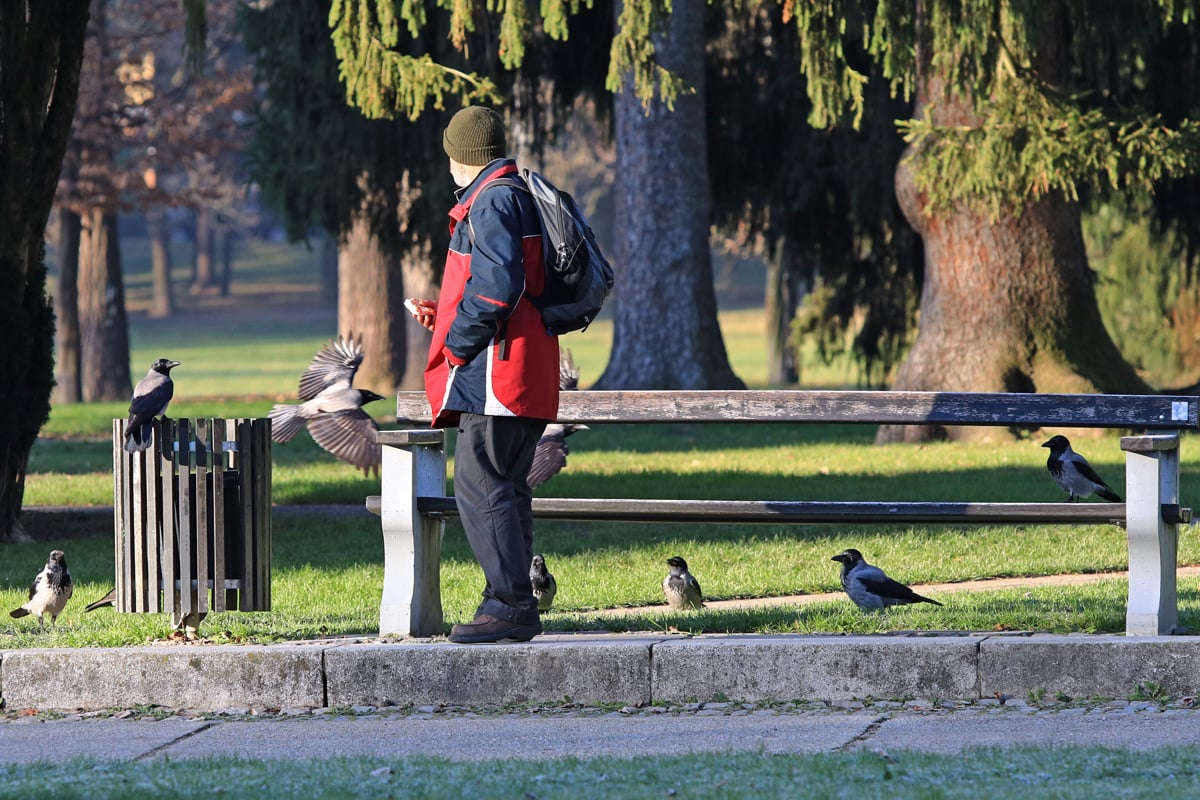 Vrane so rade tam, kjer je dovolj hrane. Razlog, da so v mestih, je človek. 