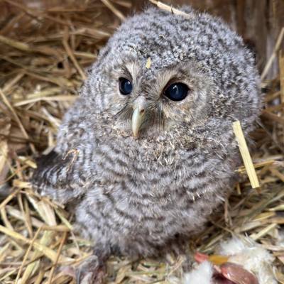 (ZGODBA O ...) Owling ali sovljenje. Sove imajo svoje oboževalce